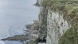 Sea birds at Bempton Cliffs