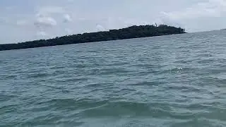 DOLPHIN in Goa waters. In COCO beach.