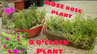How to take more flower in nine o'clock .