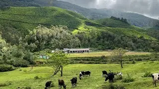 മൂന്നാറിലെ തേയിലത്തോട്ടങ്ങൾ ഏറ്റവും ഭംഗിയോടെ കാണുന്ന സ്ഥലം|Letchmi Estate|Munnar|Solo Ride|#kerala