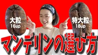 【究極のマンデリン】豆の大きさでコーヒーの味は変わるのか？大粒と特大粒で比較してみた
