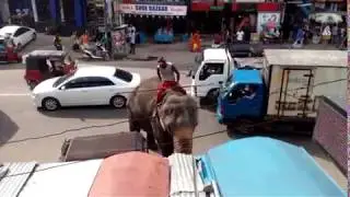 Elephants play around colombo City - Maharagama Town - Sri lanka