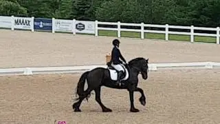 Apollo Friesian Stallion