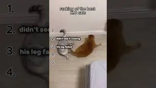 🔥 Top 5 Cat Knockouts 🐱💥 | These Cats Hit Harder Than Boxers! 🔥