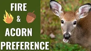Does Fire Alter Wildlife Preference for Acorns?