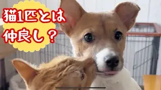ジャックラッセルテリアと猫４匹は仲良くなれるのかな？