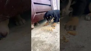 Happy Dog 🐶❤️ #music #kutumakutu #dogshorts #dogtraining #dogfight #dogvideoscute dog🐶🥰 #doglife
