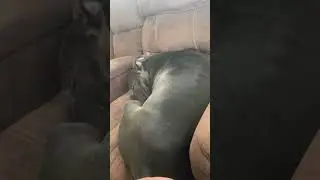 MAMA CHI ❤️ #pitbull #bluenose #puppy #dog #trending #viral #shorts #cute #adorable #love #sleep