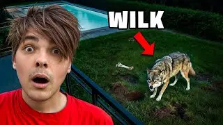 WŚCIEKŁY WILK BYŁ NA NASZYM PODW&Oacute;RKU!