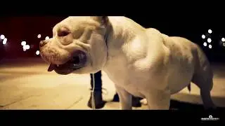 Toro Blanco - MAD BULLY