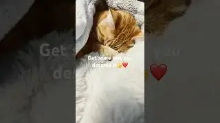 Have a good night sleep #rest #cute