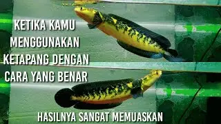 Ketapang jahat!! treatment channa maru yellow sentarum menggunakan ketapang