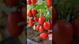&iquest;Como cultivar tomates en casa? #agricultura