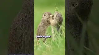 jodi jante ki j #music #shorts #jodi jante #ratlover #flowers #viral #ytshorts #gaaneiprokash