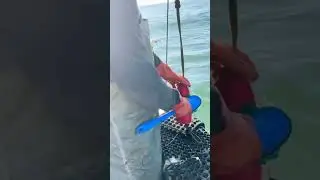 Cleaning Buoys Scrub a Dub #fishing #buoy #sea #friendliestcatch #rockcrab #fish #seafood