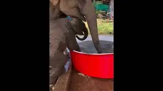 Baby elephant bathing in a small pool