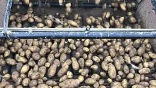 Amac AXL2 potato harvester