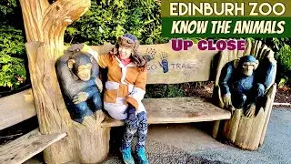 Scotland&rsquo;s Edinburgh Zoo Animal Tour | Pygmy Hippo, Sun Bear, Tigers, Koala, Armadillo, Red Panda