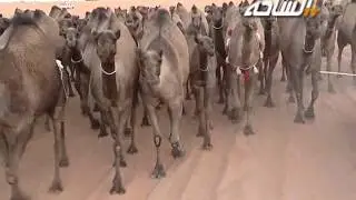 #جديد_الساحة 1436 هـ | مسيرة منقية / عبدالله عبدالعزيز السلطان