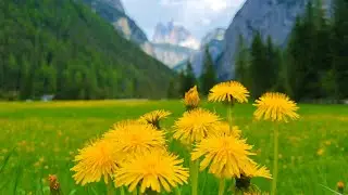 DOLOMITAS NA PRIMAVERA: DOBBIACO  E CORTINA  PELA ROTA BUS 445