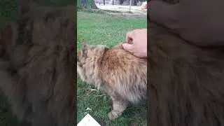 Un chat mignon 2021