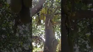 कटहल की फसल #farming #farmingvideos #gardening #organic