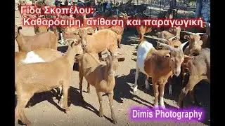 Γίδα Σκοπέλου: Καθαρόαιμη, ατίθαση και παραγωγική. Skopelos Goat: Purebred, untamed and productive.