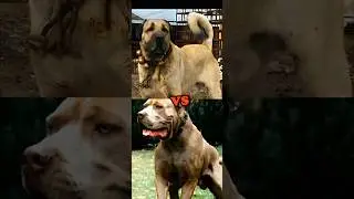TURKISH KANGAL VS BANDOG,TOSA INU,CANE CORSO,DOGO DE BORDEAUX,(BITE FORCE)