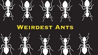 The Weirdest Ants