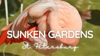 Sunken Gardens Uncovered: Exploring St. Petersburg's Natural Paradise
