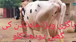 چولیشانی ٹچ فریزین باگھڑی3ماہ20دن باگھڑی چھوٹی 2ماہ13دن گھبن فون نمبر 0306.7684474تاریخ18/1/2026
