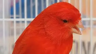 Red Factor Canary Singing | Canary Whistling And Talking