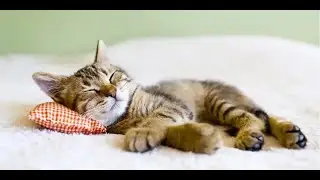Mini Siesta Meditation Practice