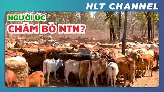 Nông Dân tại Úc chăn Bò như thế nào? Review 1 ngày làm việc tại trại bò ở Úc