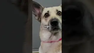Decoding Dog Ears: What Your Pup's Ear Movements Really Mean! #dog #doglover #doglanguage #doglife