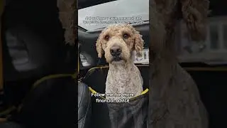 DingusDoggus, Financial advisors Inc. 📈 #dogshorts #goldendoodle #finance