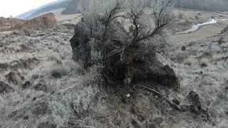 Eastern Oregon bobcat trap check