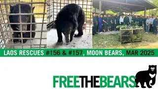 1st Laos Rescue of 2025 - 2 moon bear cubs!
