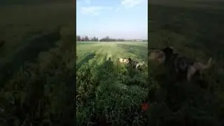 Domenica in riserva... Caccia al fagiano
