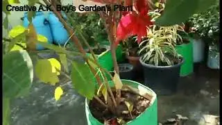 colouring leaves/multi colour leaves plant/ colouring patta podha rang biranga patte wala podha
