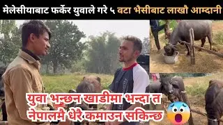 Malaysia बाट फर्केर नेपाल आएर  ३० वर्षिय युवाले गरे भैसी पालनबाट लाखौ आम्दानी | Bhaisi palan nepal