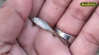 Mancing Wader cakul di selokan kecil ||umpan RASBORA wangi mix amis cek diskripsi cara meracik umpan
