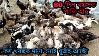 Nagaon Local pati hahor farm। Assam pati hahor farm। Local duck farm nagaon