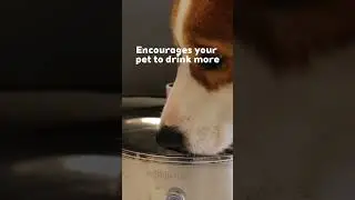 Stainless Steel Dog Water Fountain #bestpetsupplies #puppy #watercontainer #healthypets