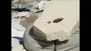 Fascinating Fossils