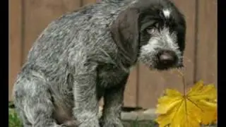 A PETS PRAYER