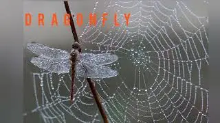 Names and sounds of insects, stories about insects.