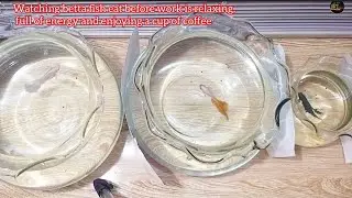 Watching betta fish eat before work is relaxing, full of energy and enjoying a cup of coffee