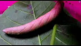 Protambulyx strigilis (moth Sphingidae)