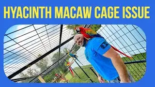 Hyacinth Macaw Cage Issue ( Q&A )